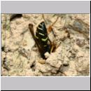 I-Odynerus spinipes w01a beim Nestverschluss.jpg